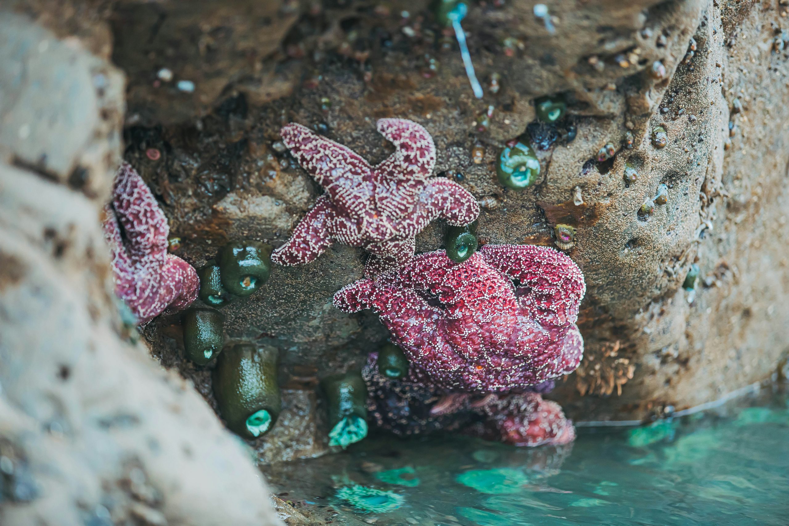 Red sea stars in a tidepool Red sea stars in a tidepool