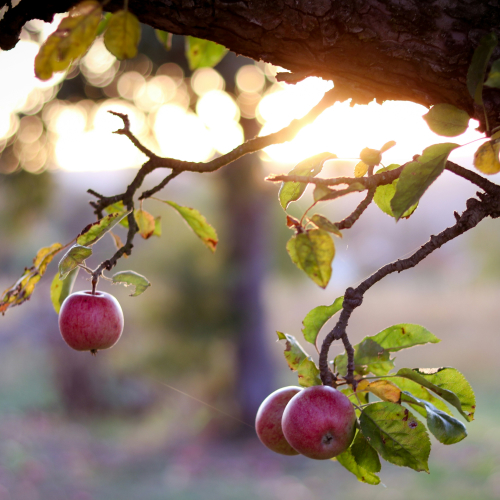 Apples hanging from a branch