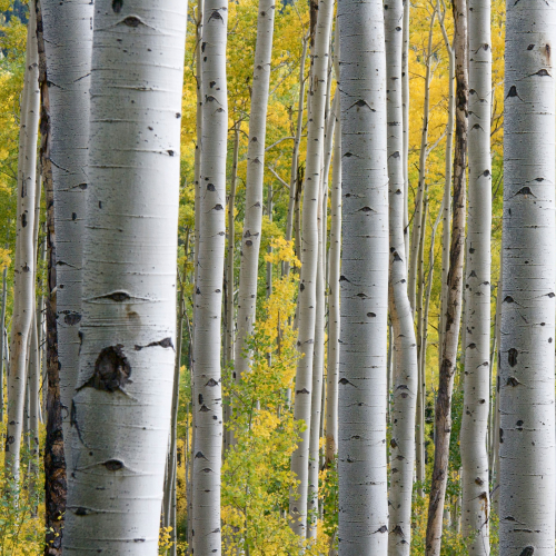 Trunks of many birch trees