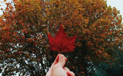 Celebrating Trees with Preschoolers