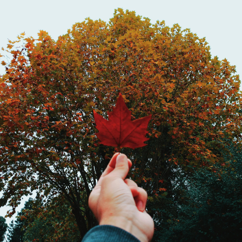 Maple leaf held up against a large maple tree