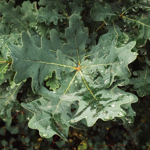 Leaves of an oak tree