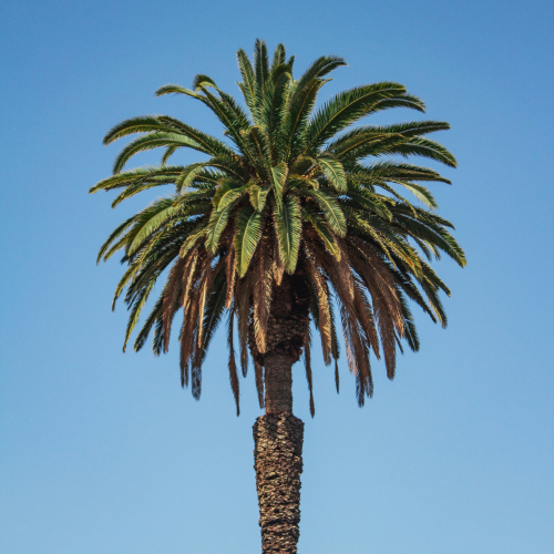 Palm tree