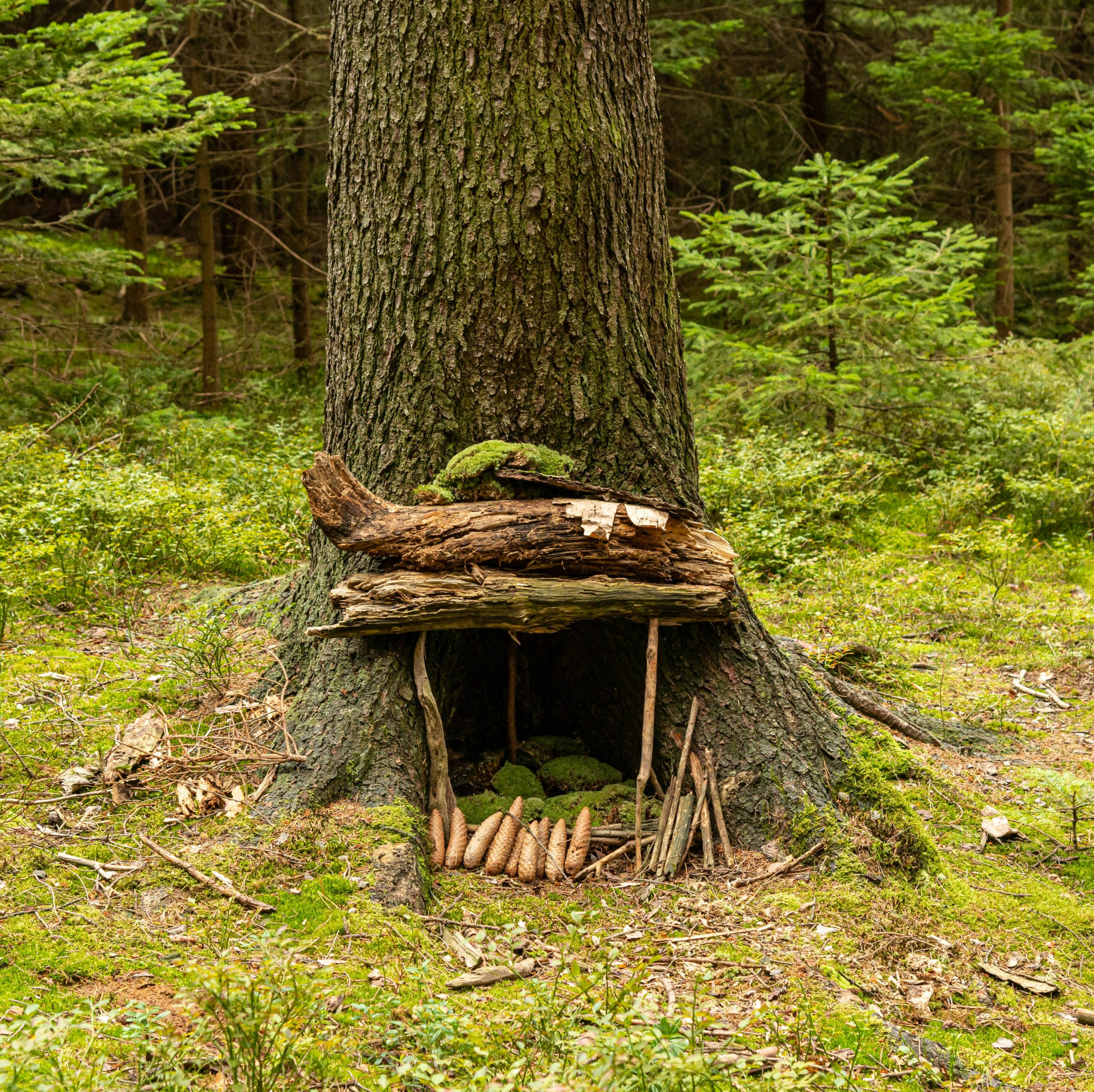 Small building made of sticks and leaves standing against the trunk of a tree